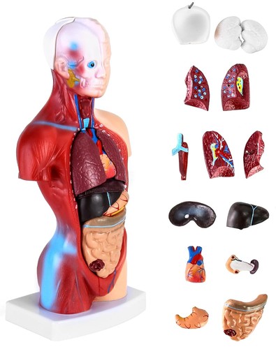 Anatomie modell teilig - anatomie, 15-teilig