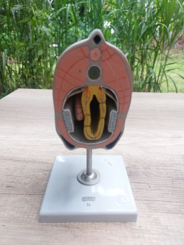 Somso modell lanzettfischchen - modell,
