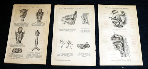 Anatomie des menschen gehör - anatomie,