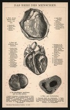 Druck anno 1896 - Herz