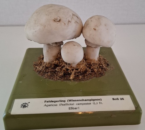 Somso bos wiesenchampignon - somso,